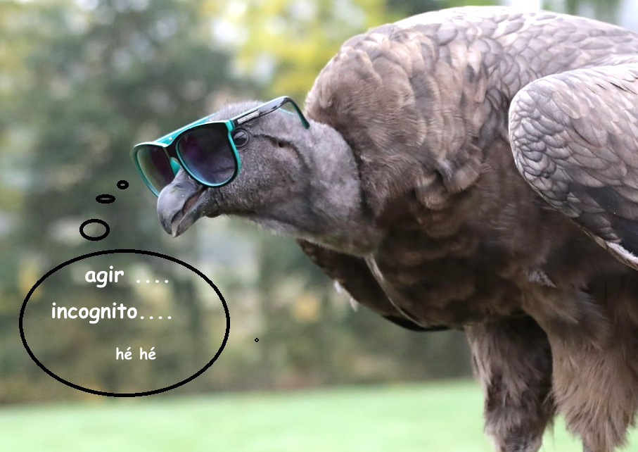 baby-condor-wearing-sunglasses-1805395_960_720-001.jpg