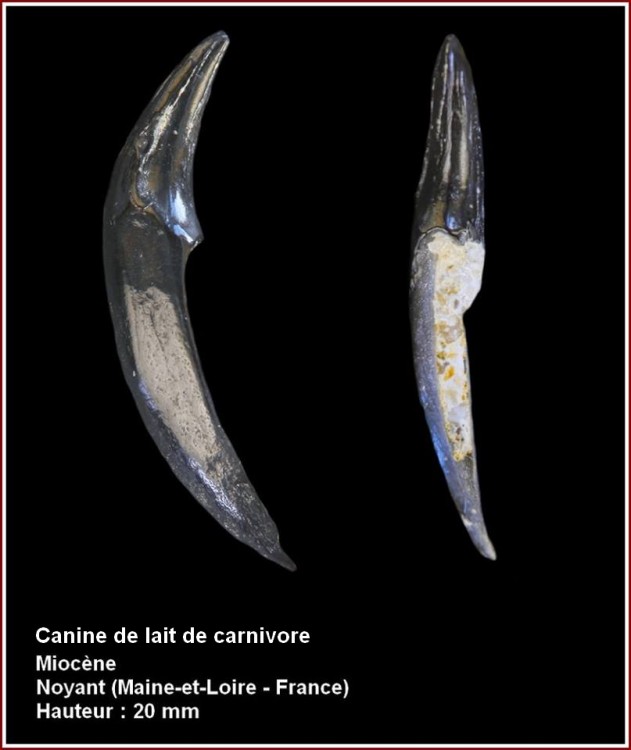 pl_canine_carnivore.jpg