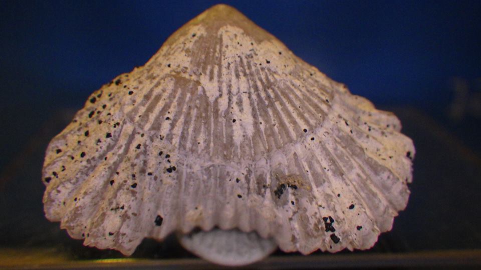 Cyclothyris difformis 1 ( spécimen N°2 ).jpg