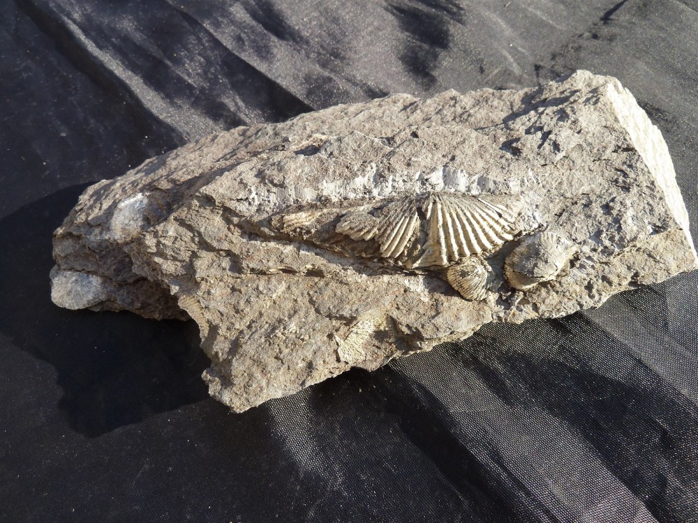 Fossiles Erbray 2016 (5).JPG