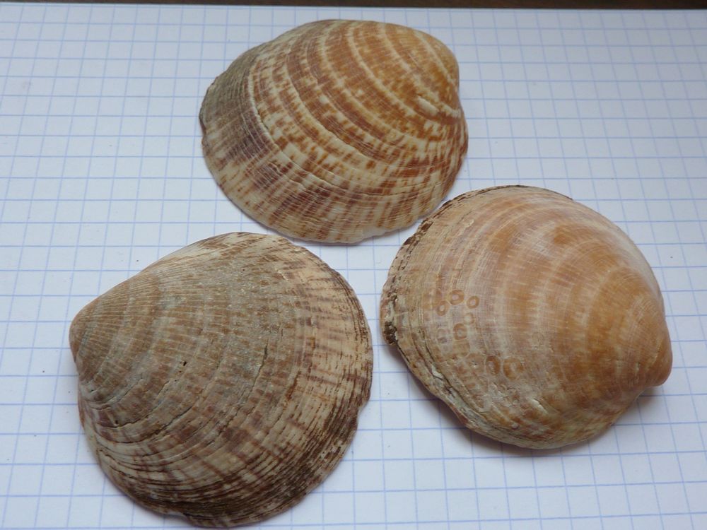 coquillage 10.JPG