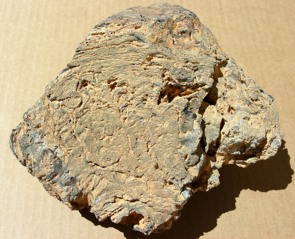 Paleoproterozoic, stromatolite, anastomosed columns and pseudoc- columns capped by flat laminae, Franceville, Gabon, 1.jpg