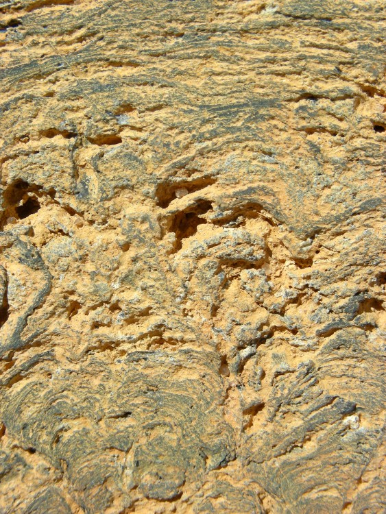 Paleoproterozoic, stromatolite, anastomosed columns and pseudoc- columns capped by flat laminae, Franceville, Gabon, 2.jpg