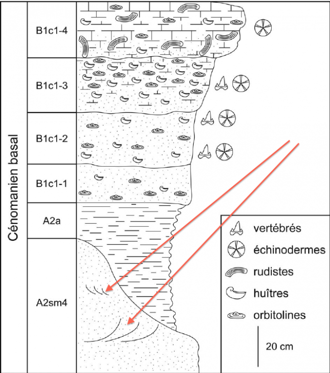 Fig-2-Coupe-g-e-ologique-d-'-Archingeay-et-d-efi-nition-des-principales-unit-e-s.png