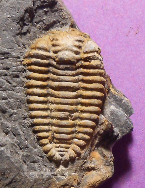 Placopariatou.jpg