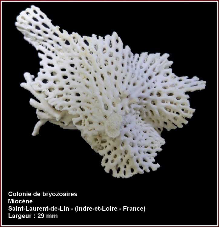 pl_bryozoaires_sdl1.jpg