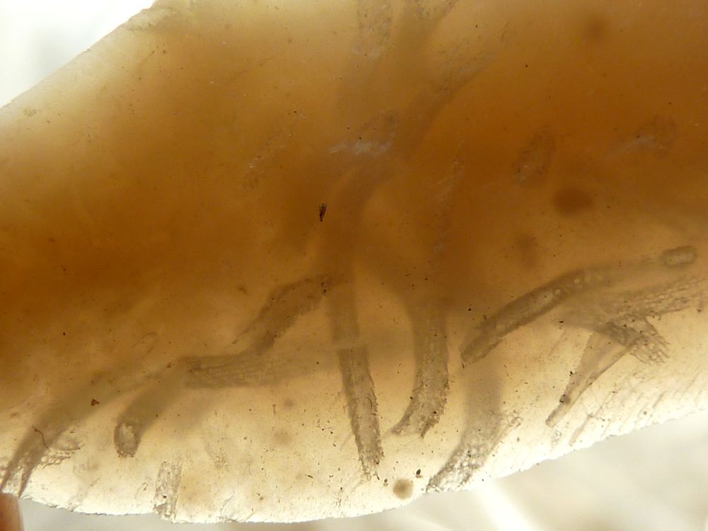 Bryozoaires silex 1.JPG