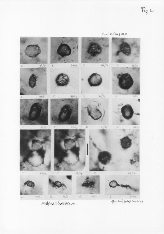 Paleoproterozoic, stromatolites,microfossils, Franceville, Gabon, 1.jpg