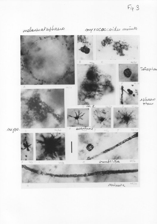 Paleoproterozoic, stromatolites,microfossils, Franceville, Gabon, 2.jpg