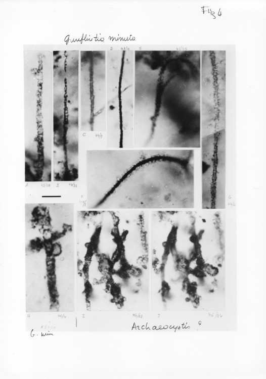 Paleoproterozoic, stromatolites,microfossils, Franceville, Gabon, 3.jpg