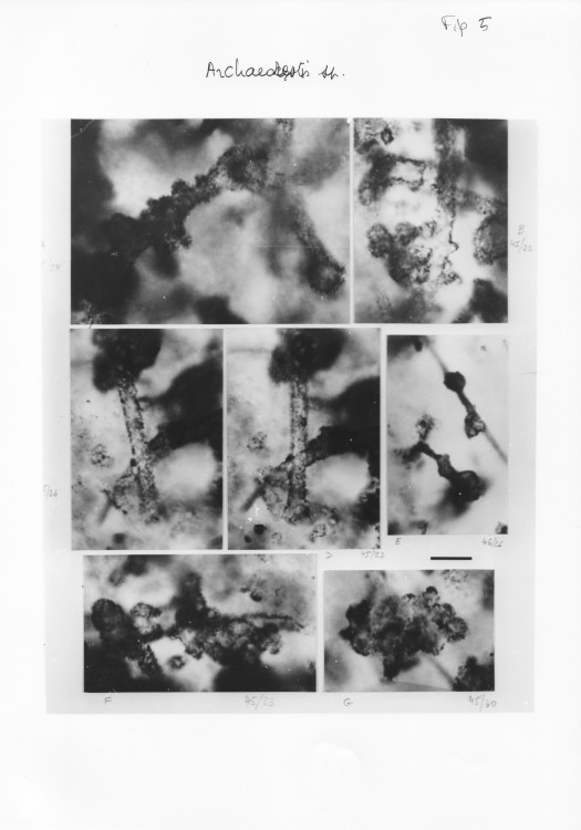 Paleoproterozoic, stromatolites,microfossils, Franceville, Gabon, 4.jpg