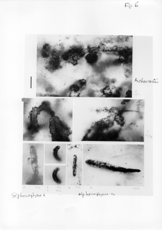 Paleoproterozoic, stromatolites,microfossils, Franceville, Gabon, 5.jpg