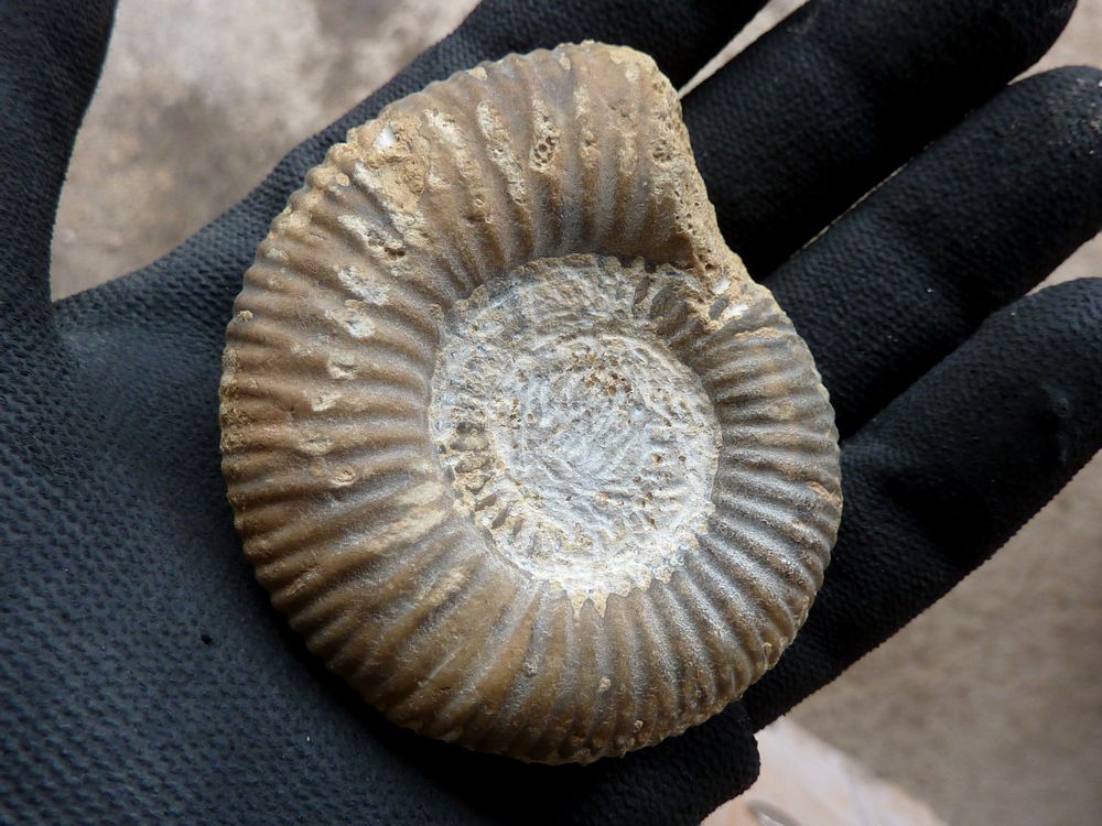 ammonite sablée 1a.JPG