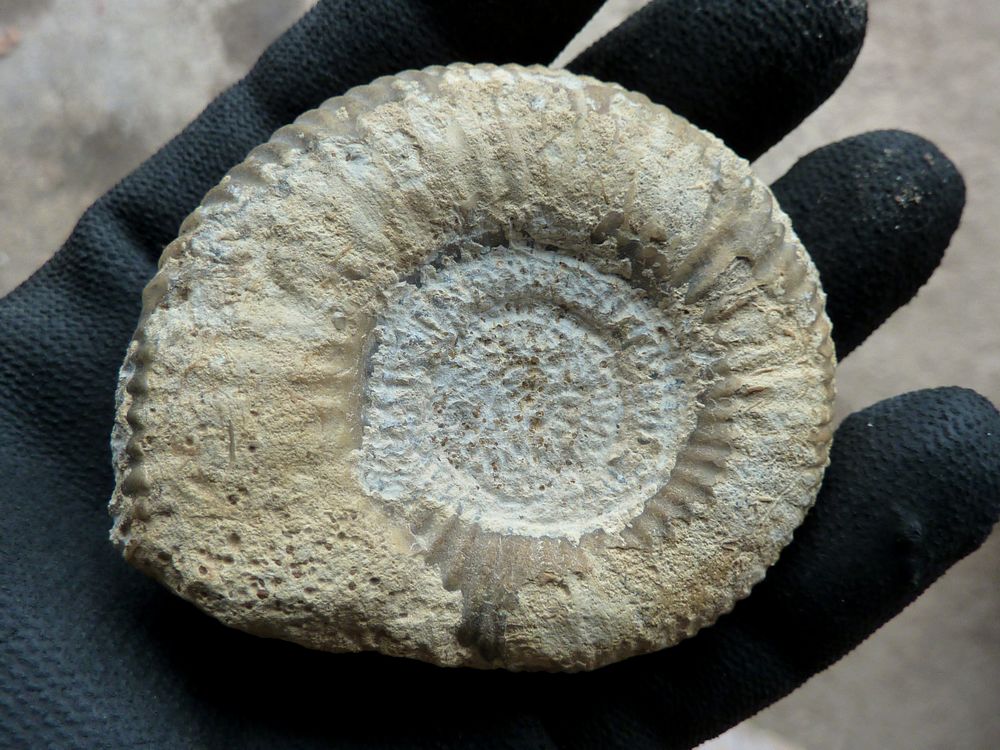 ammonite sablée 1b.JPG
