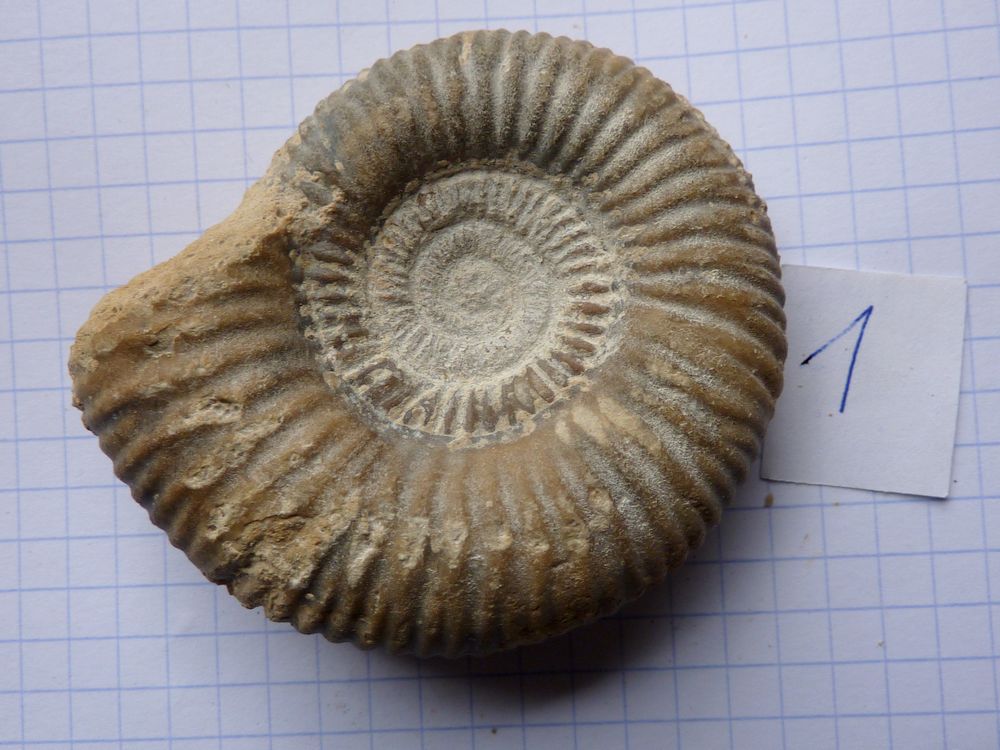ammonite sablée 1c.JPG