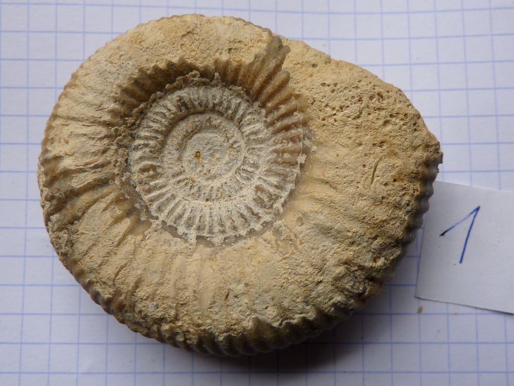 ammonite sablée 1d.JPG