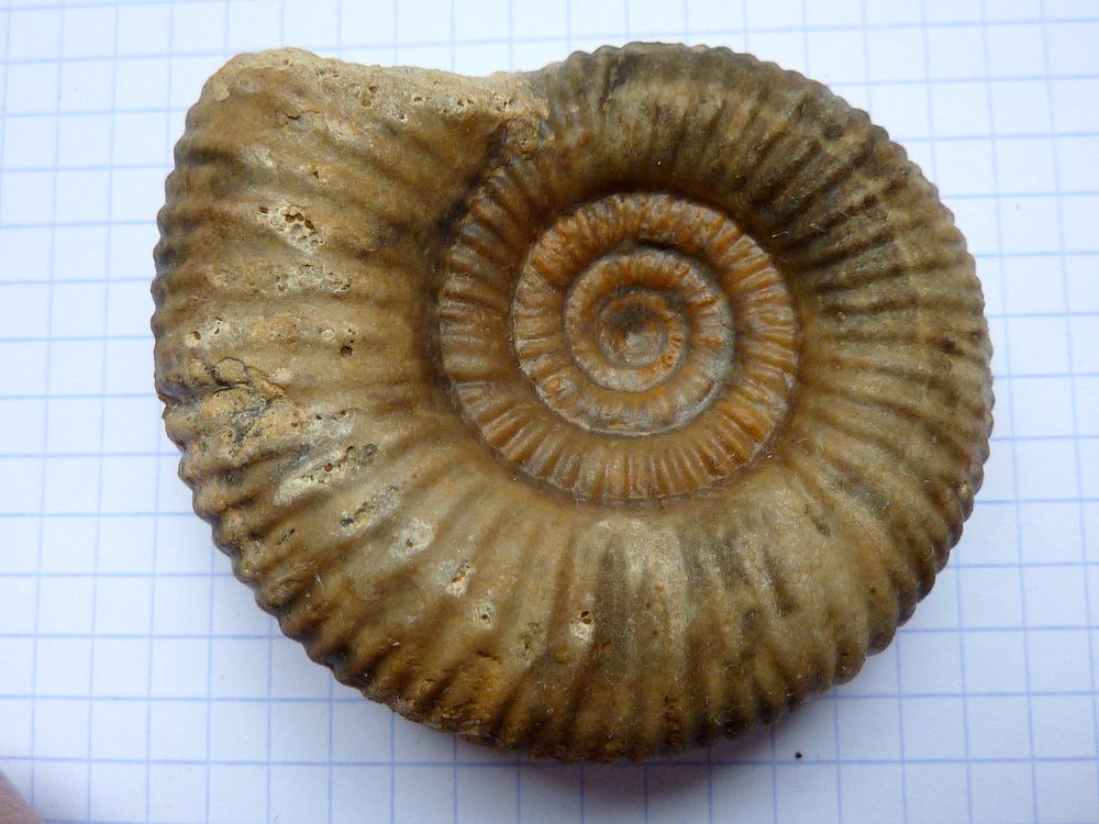 ammonite sablée 1e.JPG