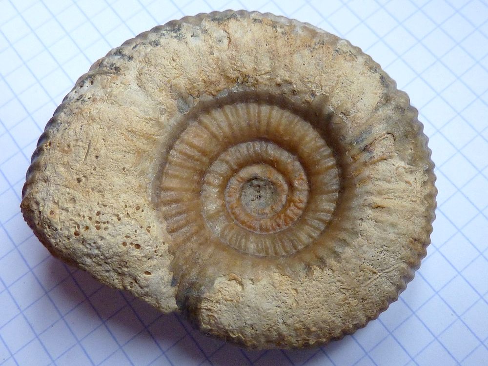 ammonite sablée 1f.JPG