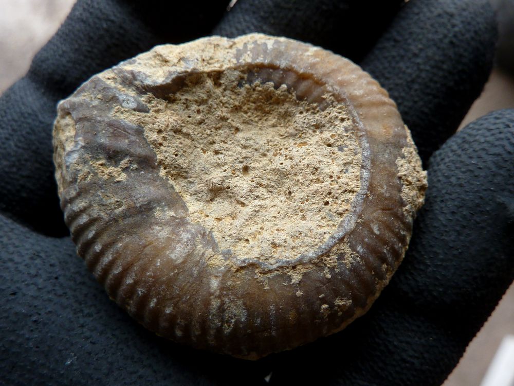 ammonite sablée 7a.JPG