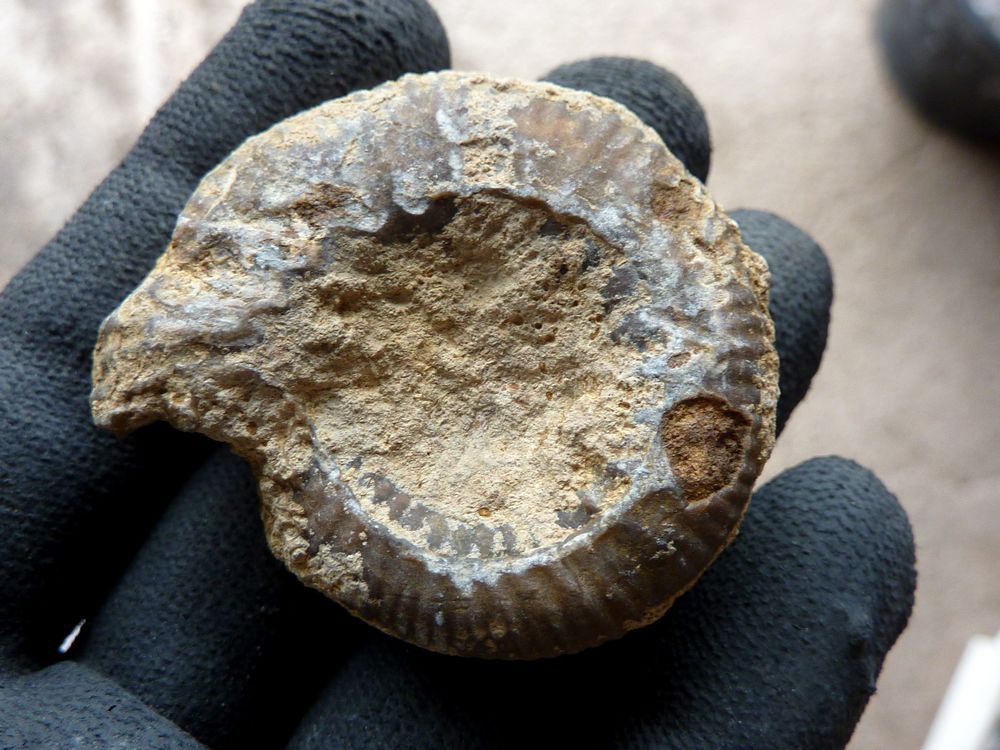 ammonite sablée 7b.JPG