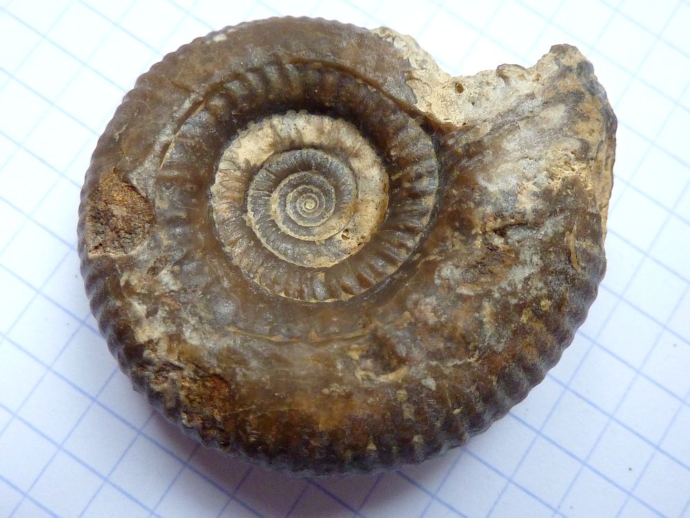 ammonite sablée 7c.JPG