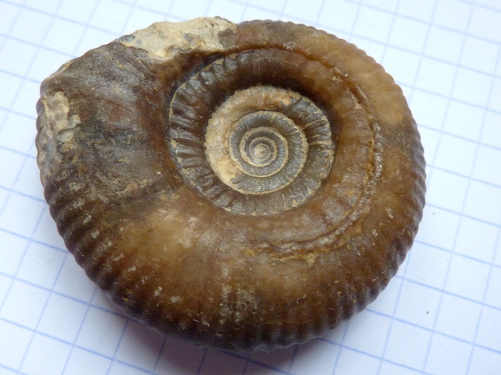 ammonite sablée 7d.JPG