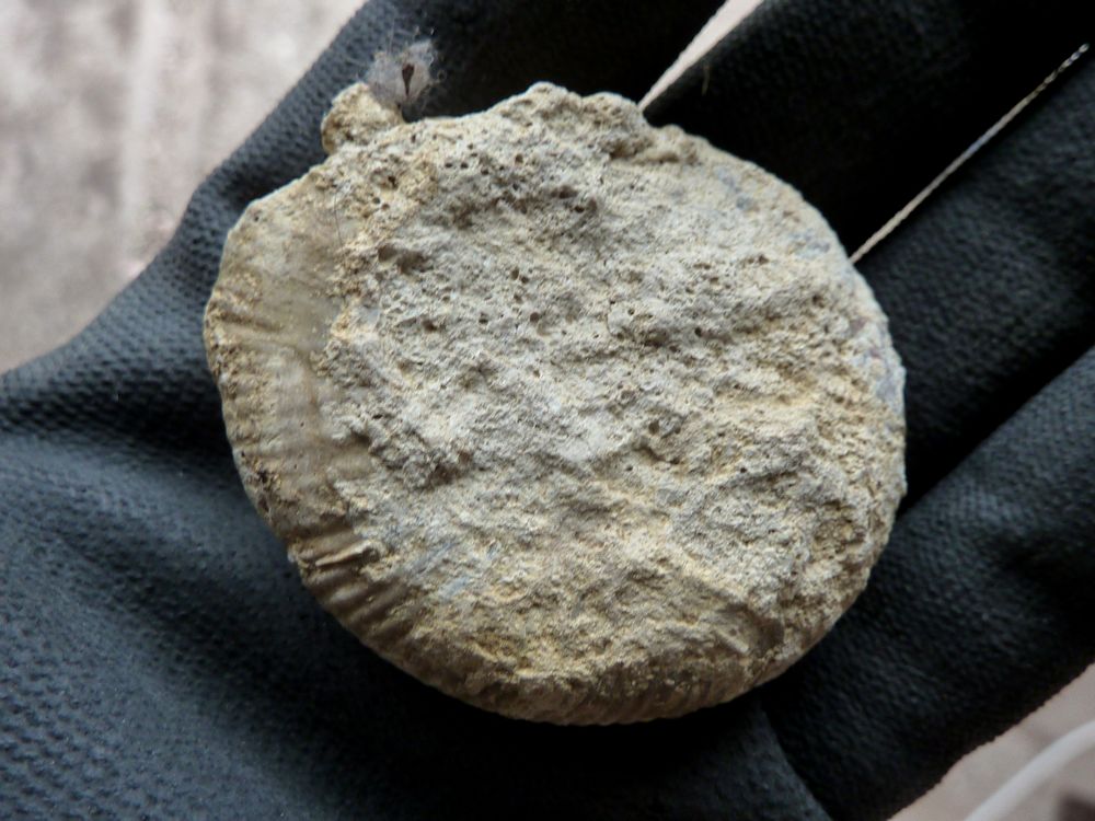 ammonite sablée 8bJPG.JPG
