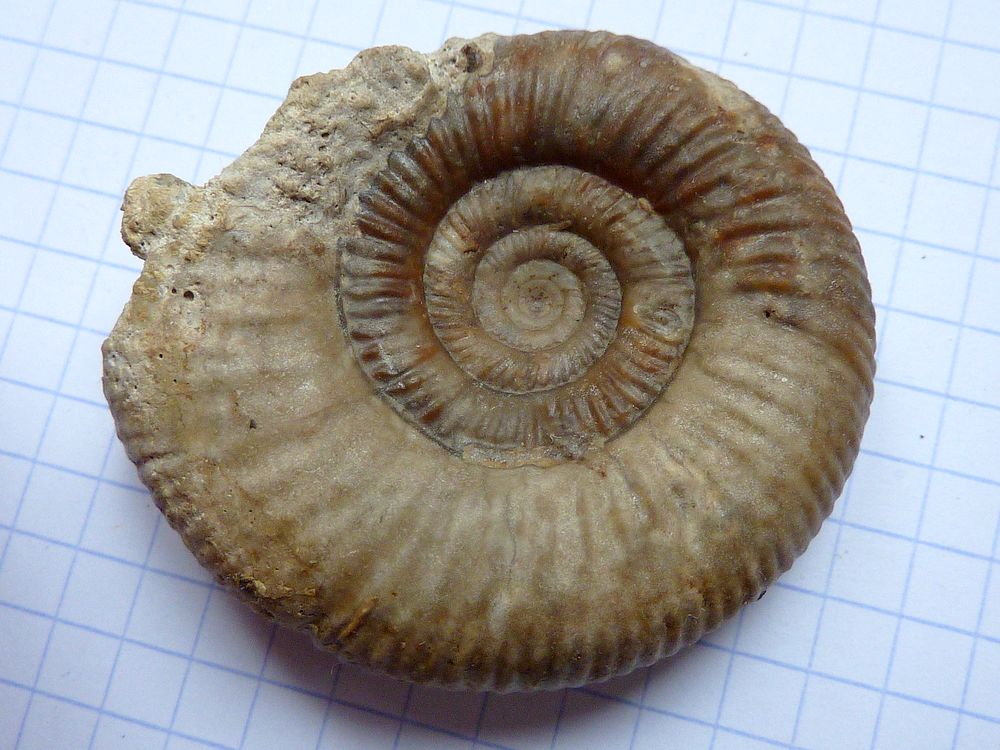 ammonite sablée 8c.JPG
