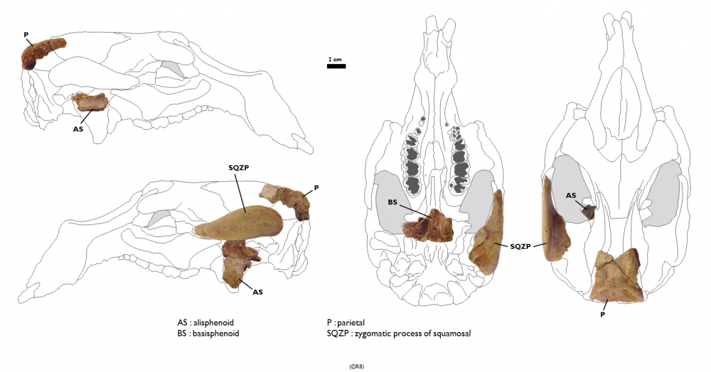 Halitherium 1.png