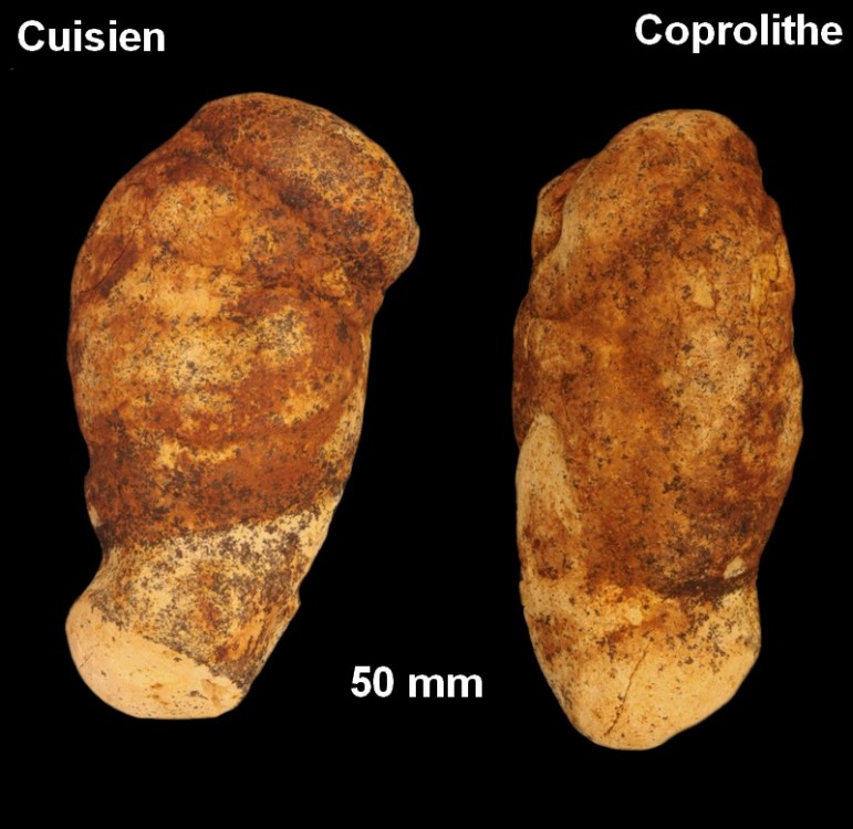 coprolithes_cuisien1.jpg