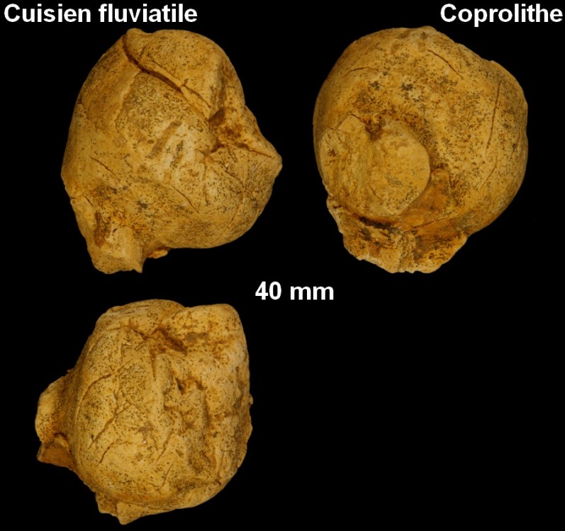 coprolithes_cuisien2.jpg