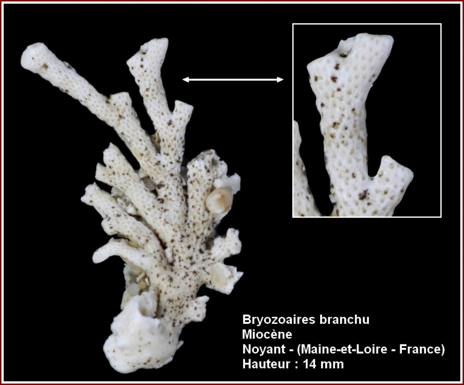 pl_bryozoaire_noyant11.jpg