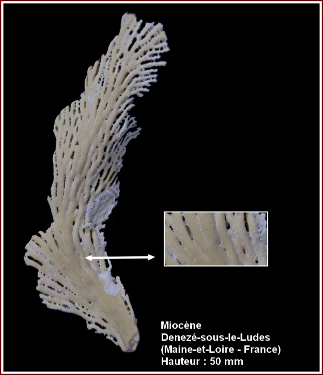 pl_bryozoaires_deneze2.jpg