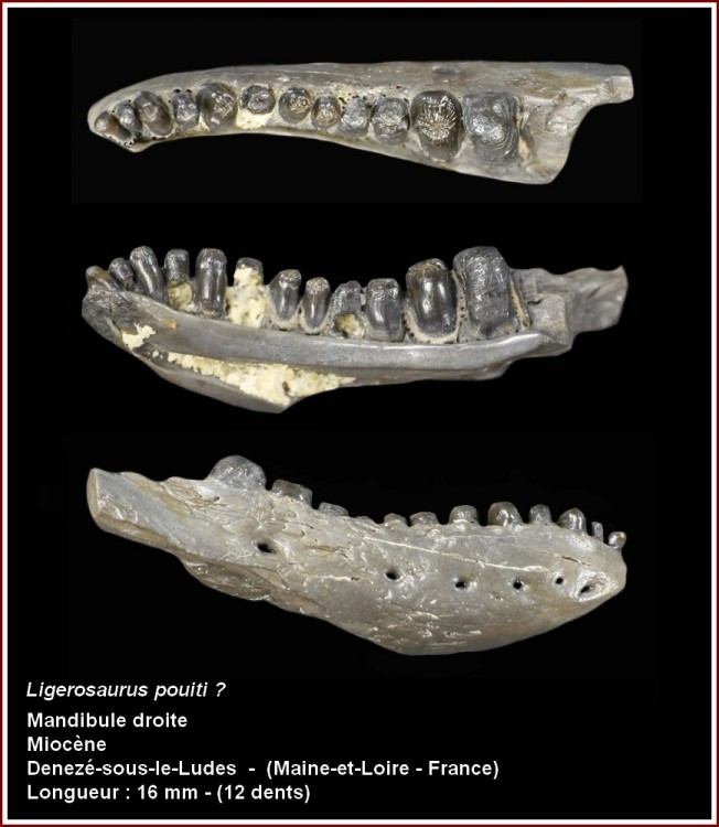 pl_mandibule_lacertilien.jpg