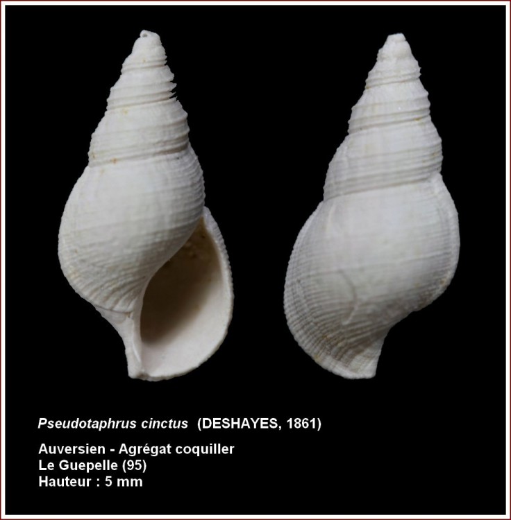 436305pseudotaphruscinctusguepelle.jpg