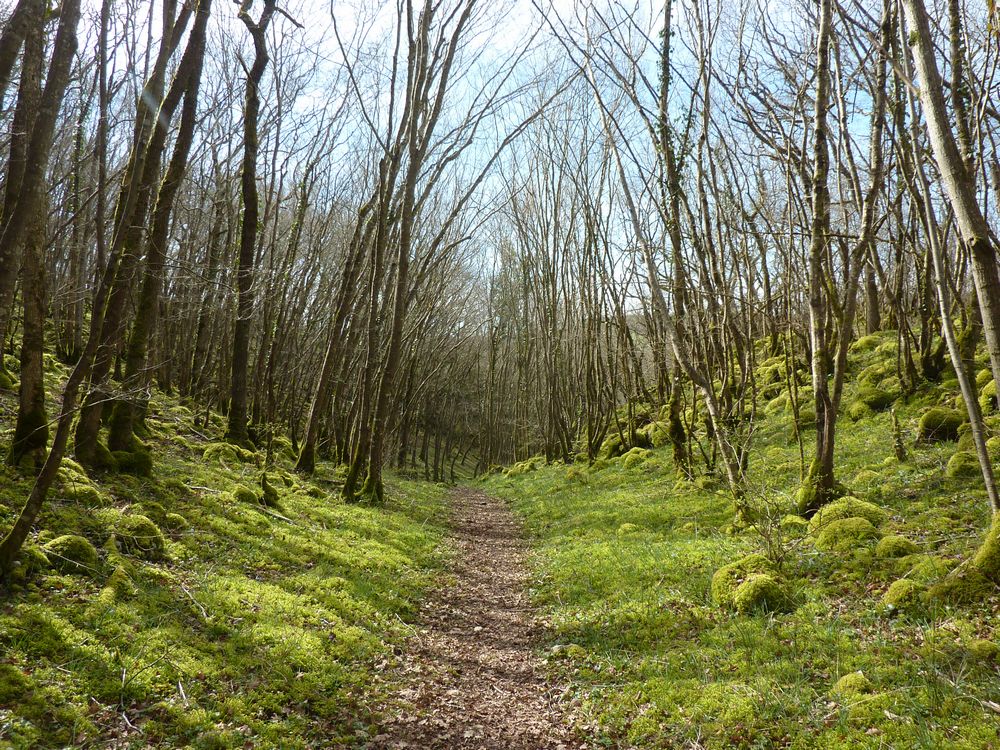 Réserve du bois du parc 26.JPG