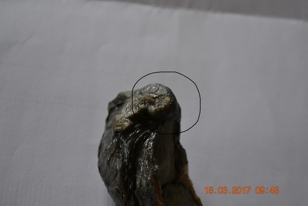 DSC_0027.thumb.JPG.cbaf0e4bc4c4b9ee3bdea2f0d23817bd.JPG