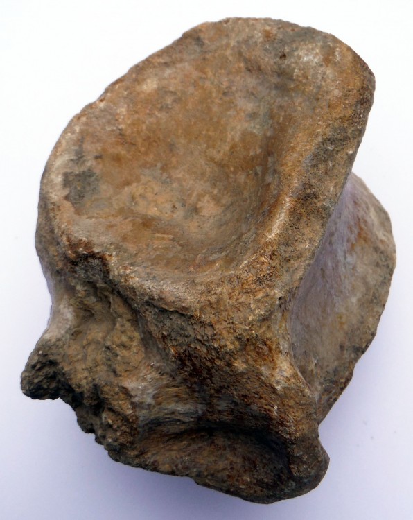 Espagne_Vertebre.thumb.jpg.92e9cf9d2b0e33fef628b1b8ad07fb88.jpg