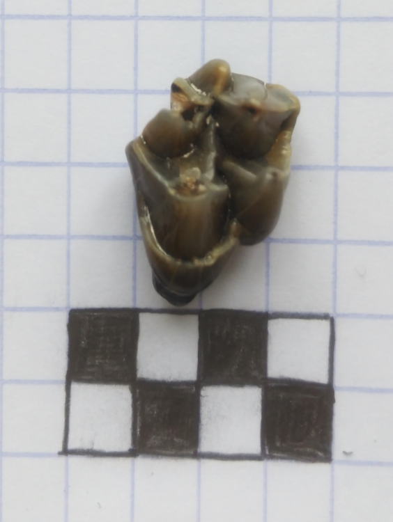 dentfaluns1.png