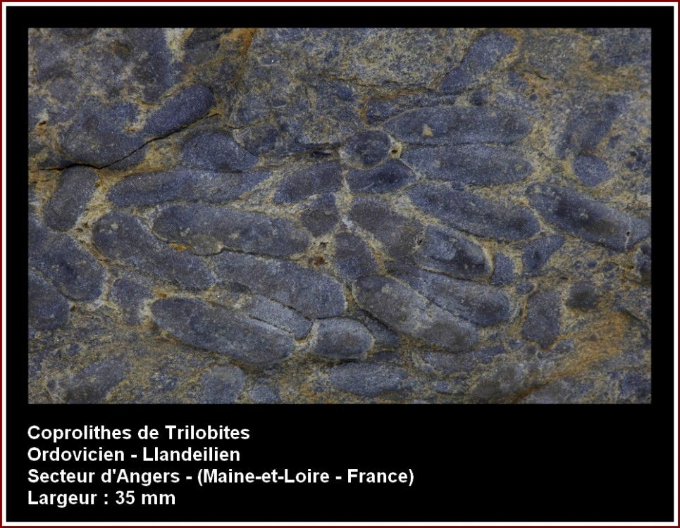 pl_coprolithes_trilobites.jpg