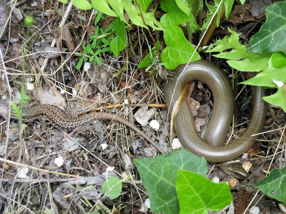 orvet et lezard des murailles.JPG