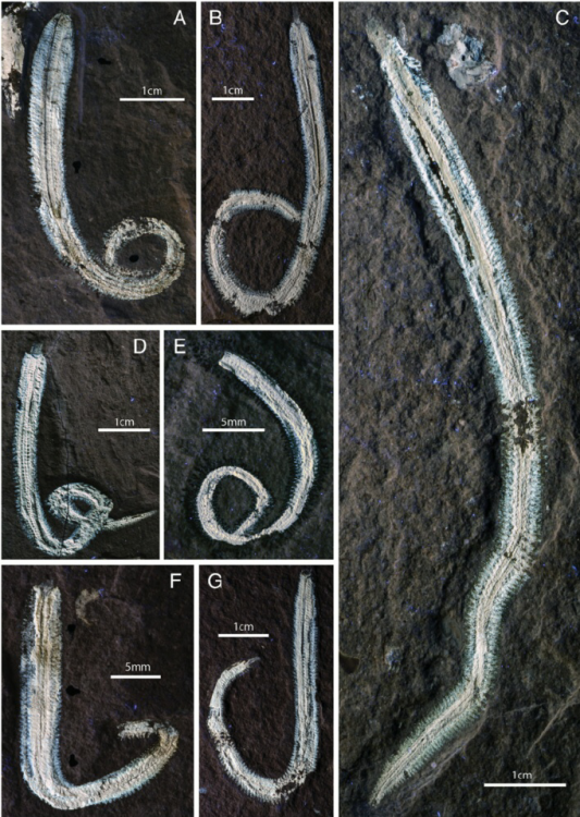 Fig-1-Specimens-of-Rollinschaeta-myoplena-a-NHMUK-PI-AN-15074-holotype-b-AN.png