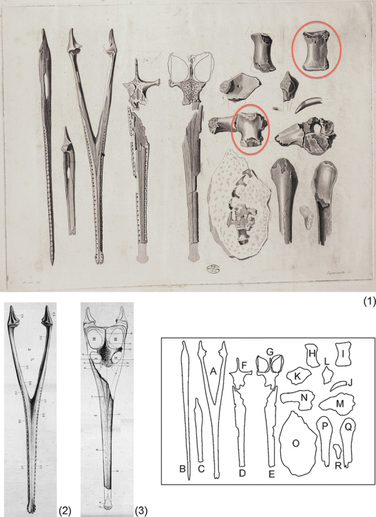 Fig-7-1-Troisieme-gravure-inedite-Ms640-9-de-Geoffroy-Saint-Hilaire-realisee-en.jpg.png