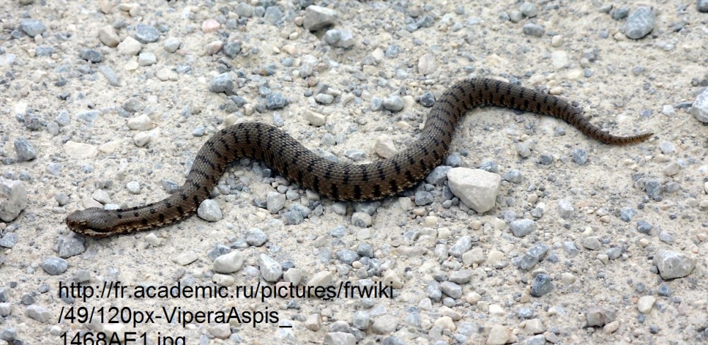 Vipera.thumb.jpg.5ddcb676e26128daa7c67f8873ba8d4f.jpg