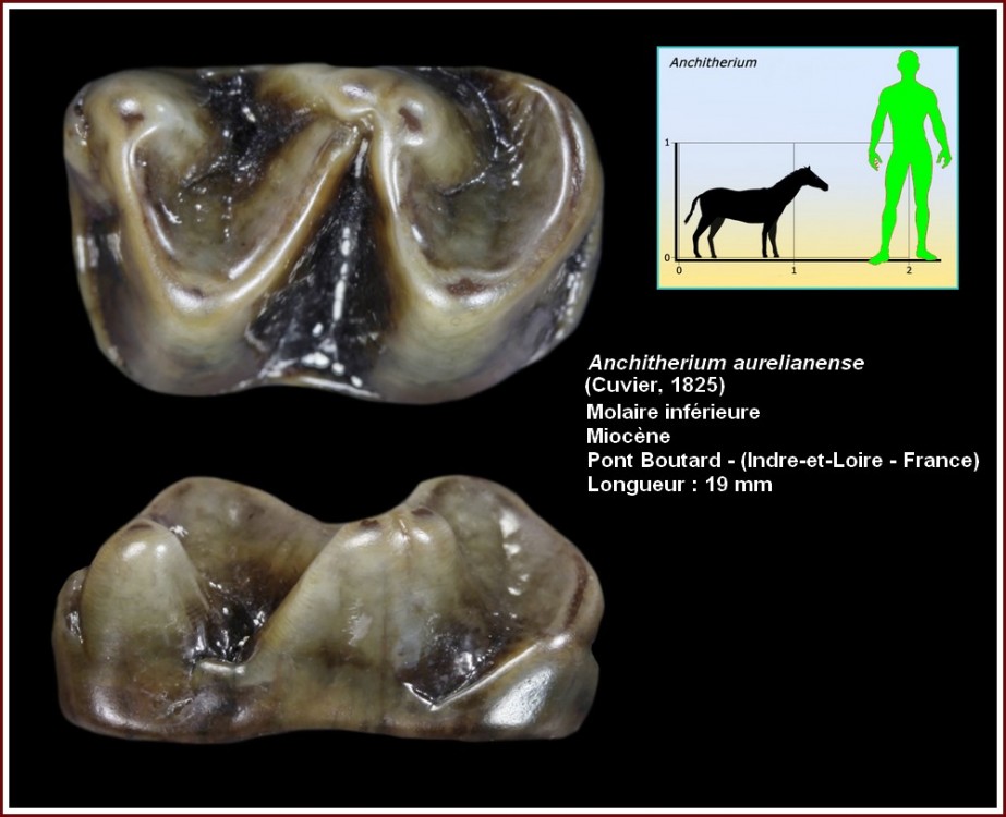 pl_molinf_anchitherium.jpg