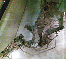 220px-Senckenberg_Edmontosaurus.jpg