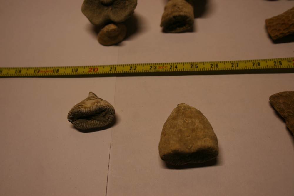 FOSSILES 060.JPG