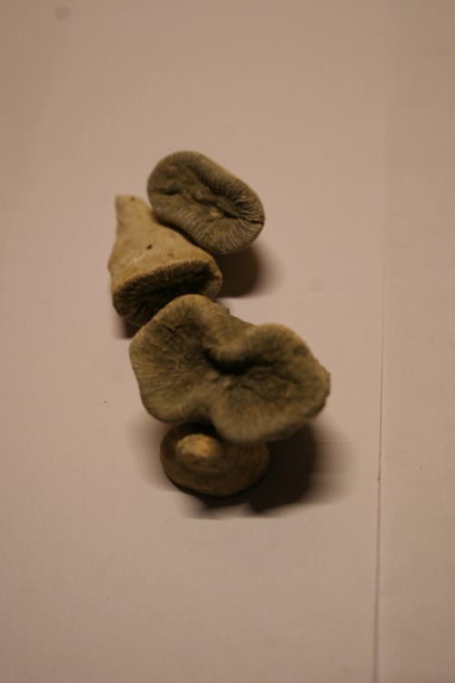 5910c319160be_FOSSILES057.thumb.JPG.0a35af2e4a99eda73aaf79f0962eb7bc.JPG