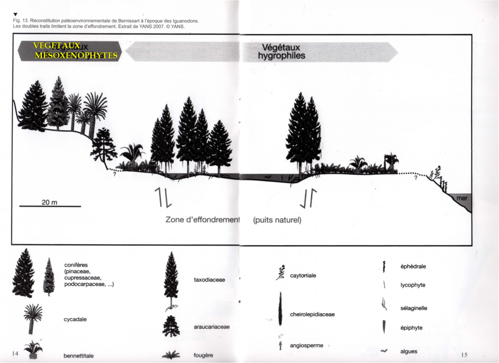 iguanodon paleobotanique.png