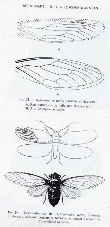 cigale berni078.jpg